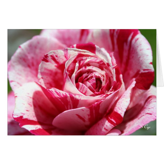 Peppermint-Rose, S Cyr (Vorderseite (Horizontal))