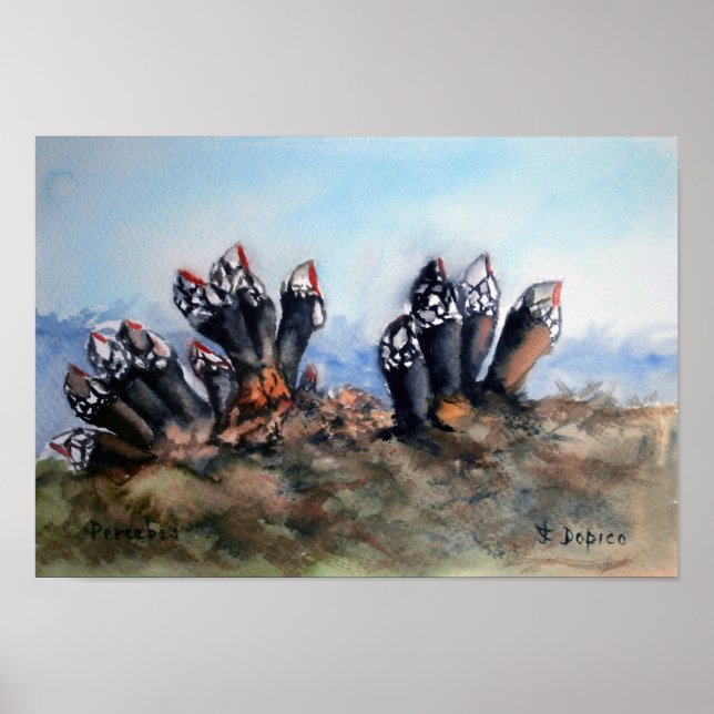 Percebes/Barnacles Poster (Vorne)