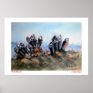 Percebes/Barnacles Poster