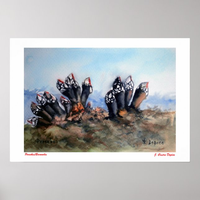 Percebes/Barnacles Poster (Vorne)