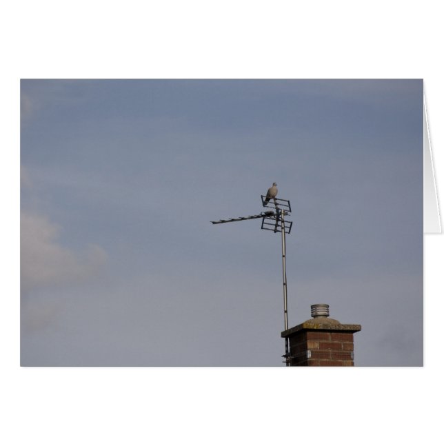 Perch (Vorderseite (Horizontal))