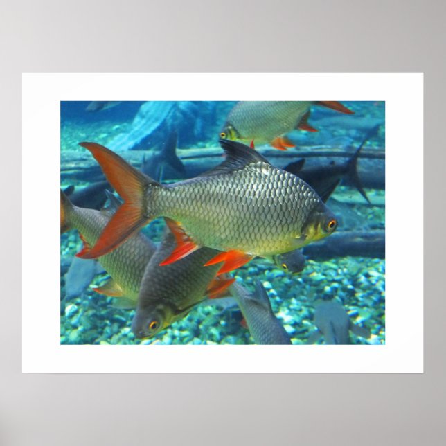 Perch Poster (Vorne)