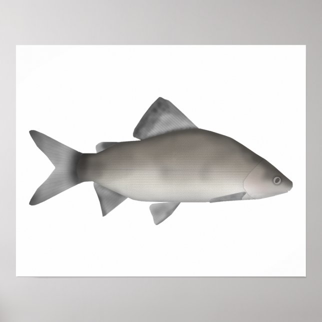 Perch Poster (Vorne)