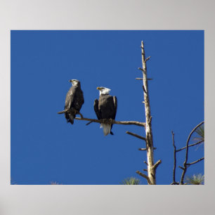 Perched Bald Eagles Poster
