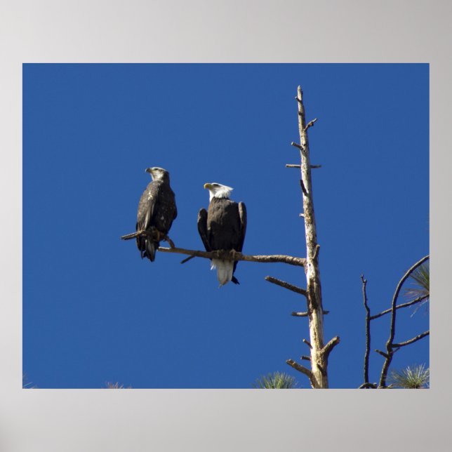 Perched Bald Eagles Poster (Vorne)