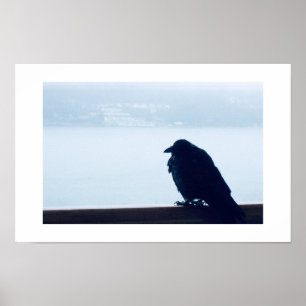 Perched Bird Mexico Color Fotografy Poster