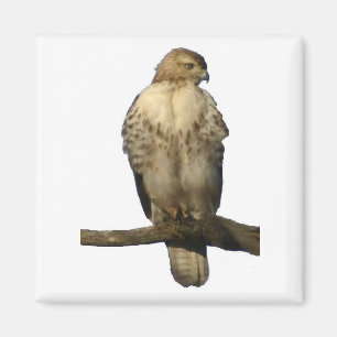 Perched Hawk Magnet