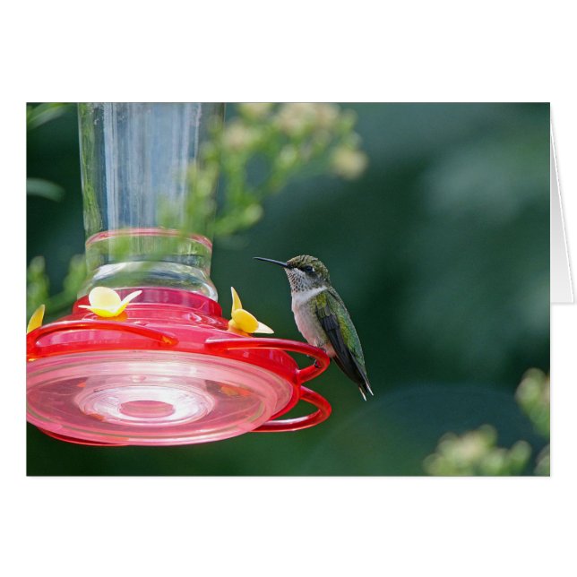 Perched Hummingbird (Vorderseite (Horizontal))