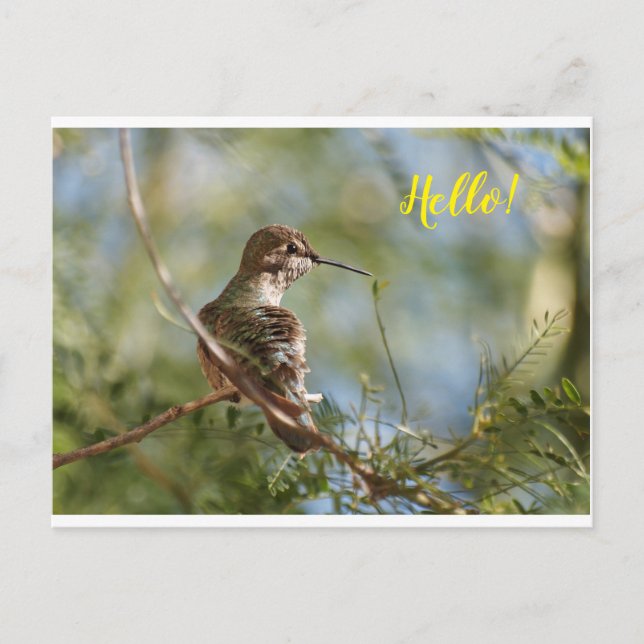 Perched Hummingbird Postcard Postkarte (Vorderseite)