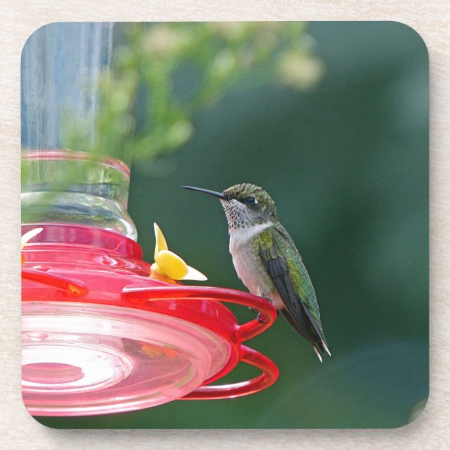 Perched Hummingbird Untersetzer (Vorderseite)