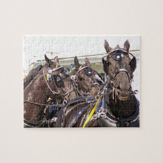 Percheron Horse Puzzle (Horizontal)