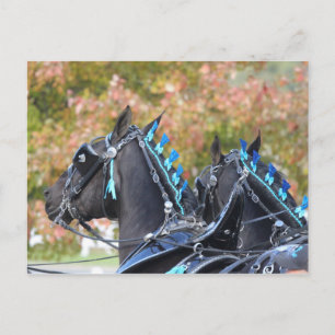 Percheron-Postkarte Postkarte