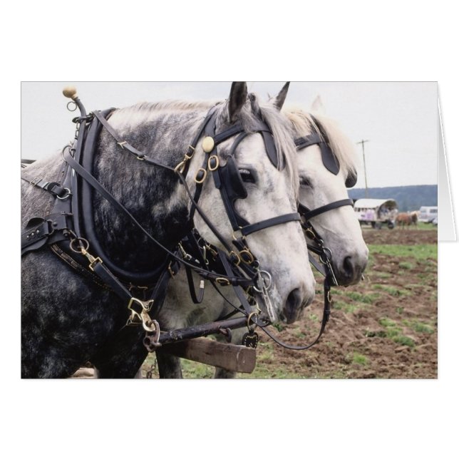 Percheron Tandem (Vorderseite (Horizontal))