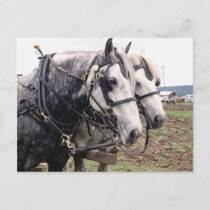 Percheron Tandem Postkarte