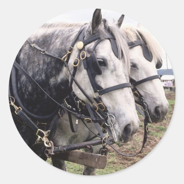 Percheron Tandem Runder Aufkleber (Vorderseite)