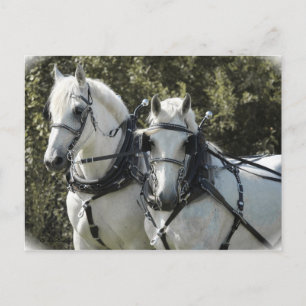Percheron Team Postkarte