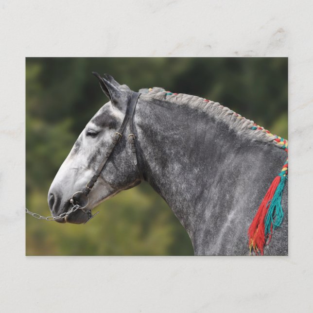 Percheron-Zugpferd Postkarte (Vorderseite)