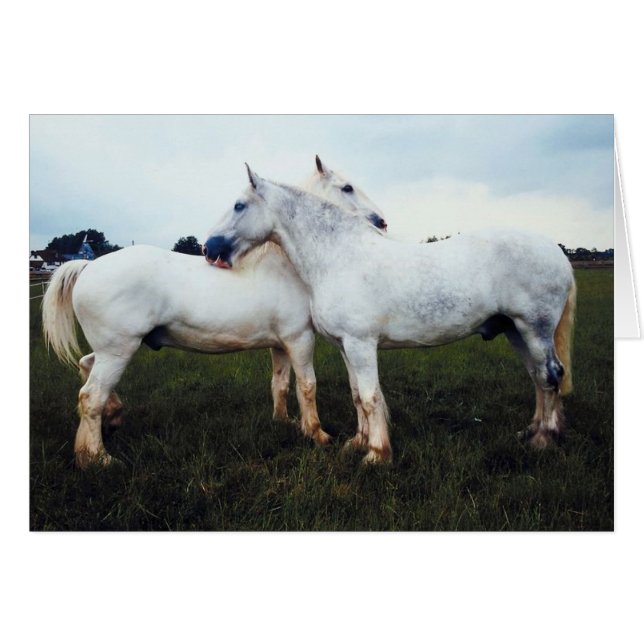 Percheronen wachsen sich gegenseitig (Vorderseite (Horizontal))