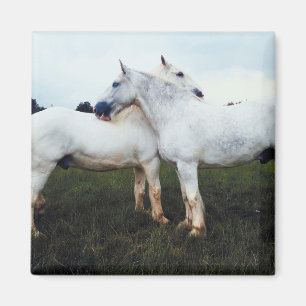 Percheronen wachsen sich gegenseitig magnet