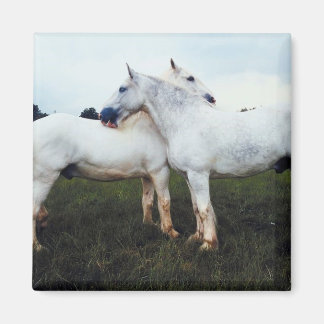 Percheronen wachsen sich gegenseitig magnet