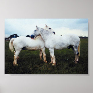 Percheronen wachsen sich gegenseitig poster