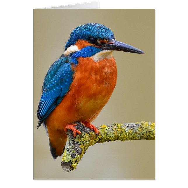 Perching Kingfisher (Vorne)