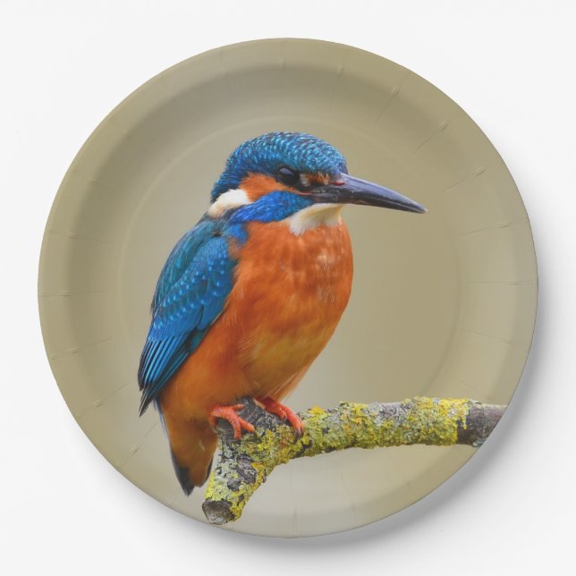 Perching Kingfisher Pappteller (Vorderseite)