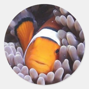 Percula Clownfish Runder Aufkleber