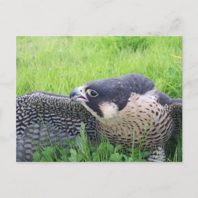 Peregine Falcon Postkarte (Vorderseite)