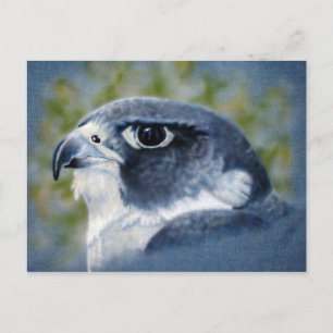 Peregrine-Airbrush Postkarte