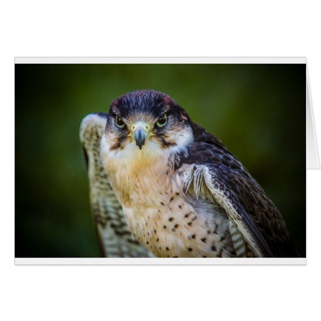 Peregrine Falcon (Vorderseite (Horizontal))