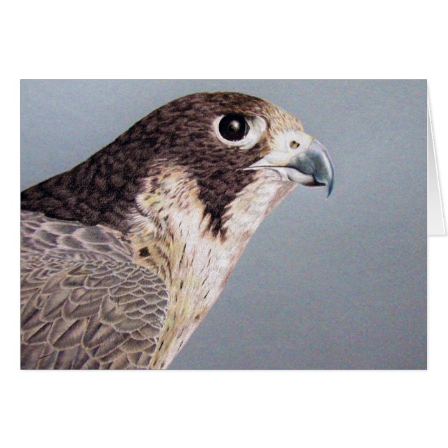 Peregrine Falcon (Vorderseite (Horizontal))