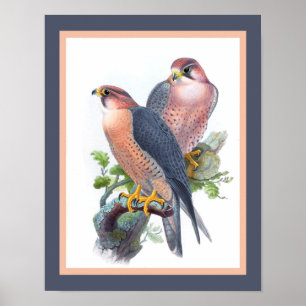 "Peregrine Falcon" 1860er Jahre drucken Poster
