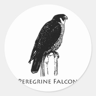 Peregrine Falcon (Abbildung) Runder Aufkleber