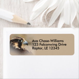 Peregrine Falcon Bird of Prey