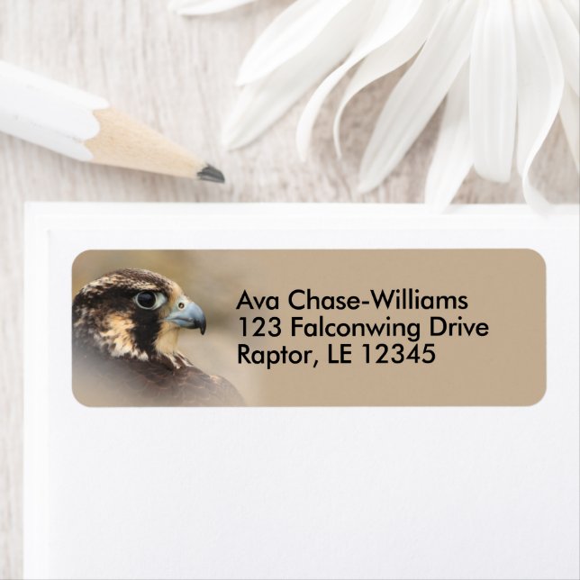 Peregrine Falcon Bird of Prey (Insitu)