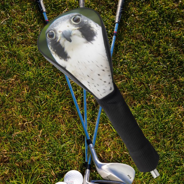 Peregrine Falcon Bird of Prey Foto Golf Headcover (In Situ Golfing)