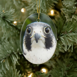 Peregrine Falcon Bird of Prey Foto Keramikornament