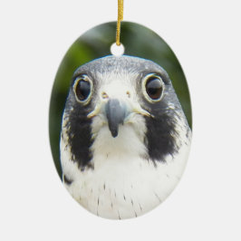 Peregrine Falcon Bird of Prey Foto Keramikornament