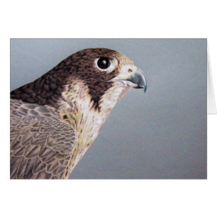 Peregrine Falcon Card