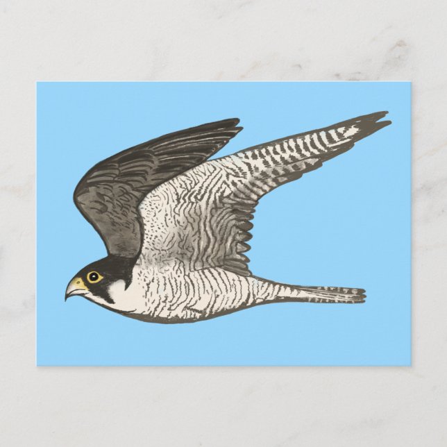 Peregrine Falcon Colored Pencil Illustration Postkarte (Vorderseite)