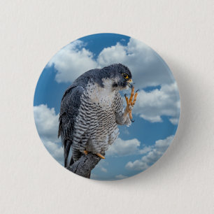 Peregrine Falcon entlang des Hudson River Button