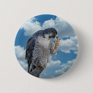 Peregrine Falcon entlang des Hudson River Button