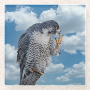 Peregrine Falcon entlang des Hudson River Glasuntersetzer