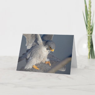 Peregrine Falcon entlang des Hudson River Karte