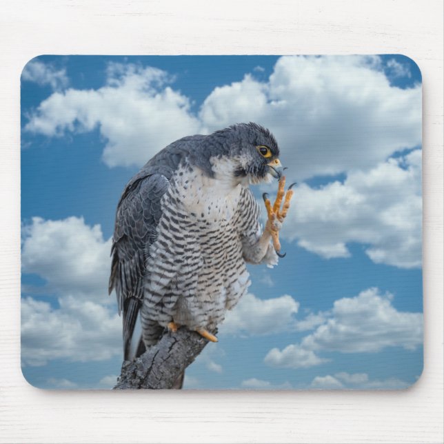 Peregrine Falcon entlang des Hudson River Mousepad (Vorne)
