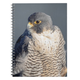 Peregrine Falcon entlang des Hudson River Notizblock