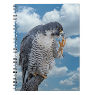 Peregrine Falcon entlang des Hudson River Notizblock