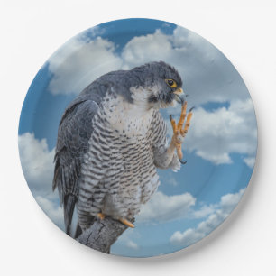 Peregrine Falcon entlang des Hudson River Pappteller