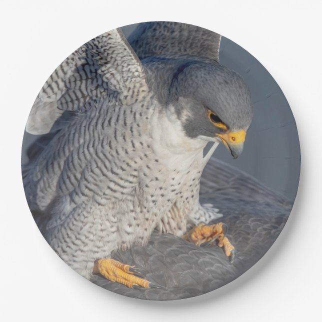 Peregrine Falcon entlang des Hudson River Pappteller (Vorderseite)